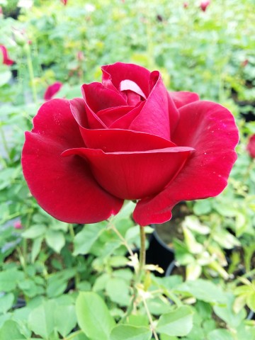 Rosa 'Cuthbert Grant' (Róża kanadyjska)  - C4