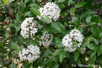 Viburnum burkwoodii (Kalina Burkwooda)  - C5