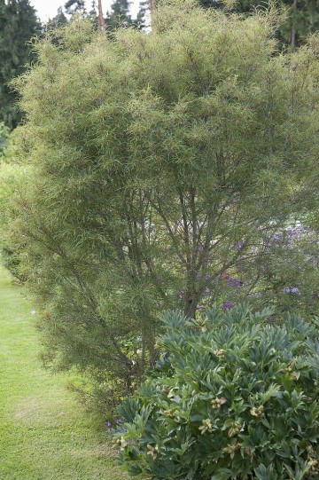 Rhamnus frangula 'Aspleniifolia' (Kruszyna pospolita)  - C4