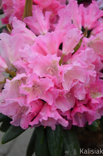 Rhododendron 'Kalinka' (Różanecznik jakuszimański)  - C4