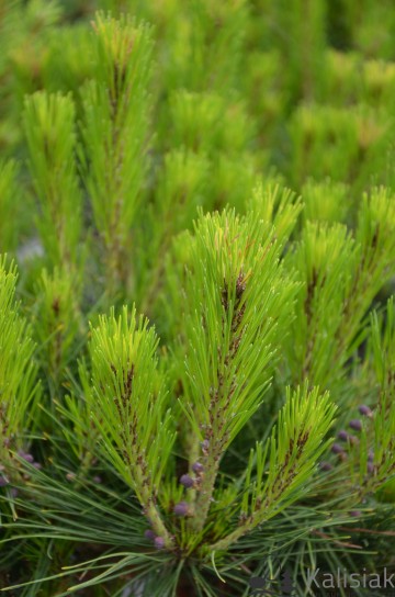 Pinus densiflora 'Heavy Bud' (Sosna gęstokwiatowa)  - C5