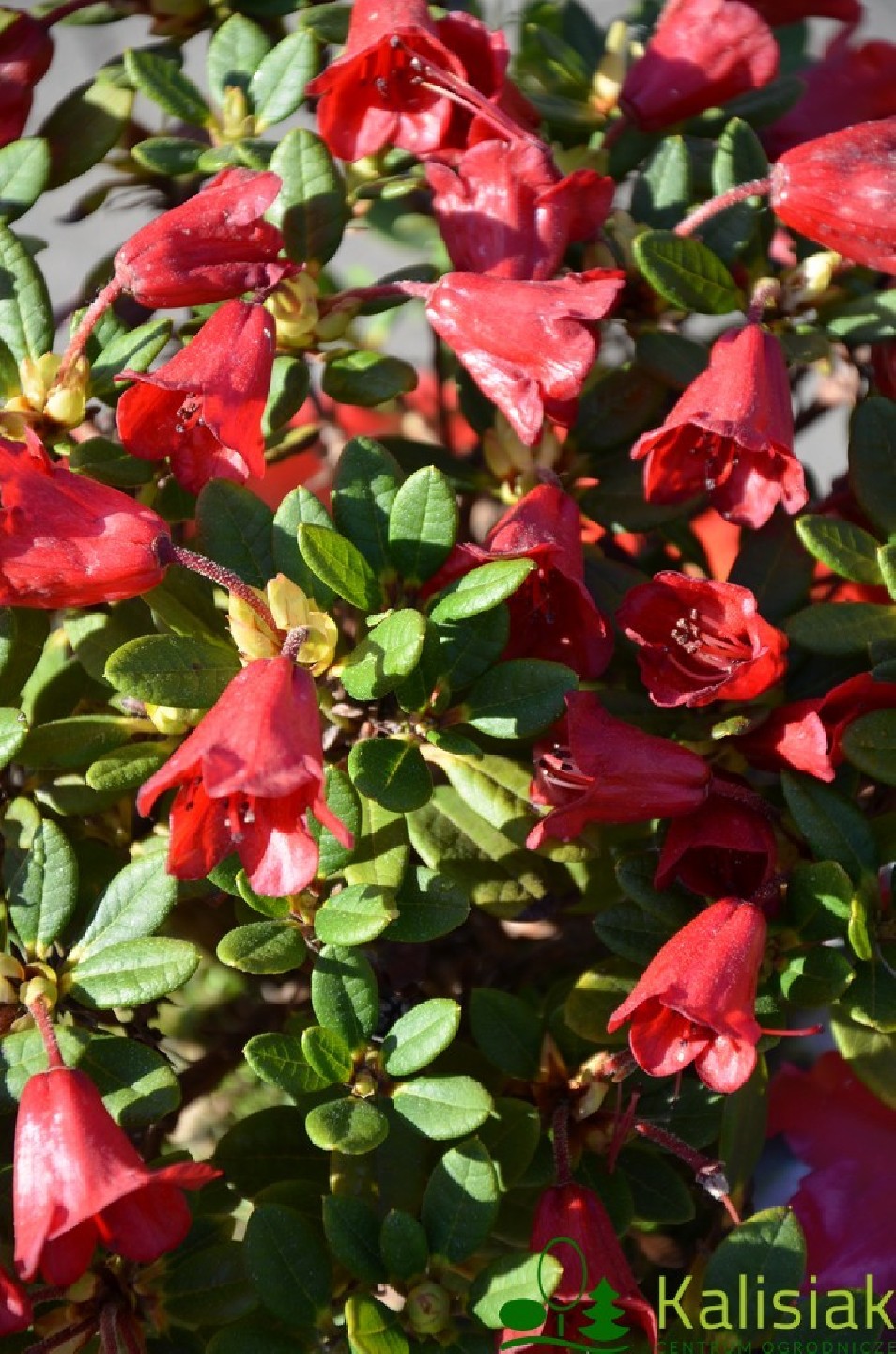 Rhododendron 'Carmen'