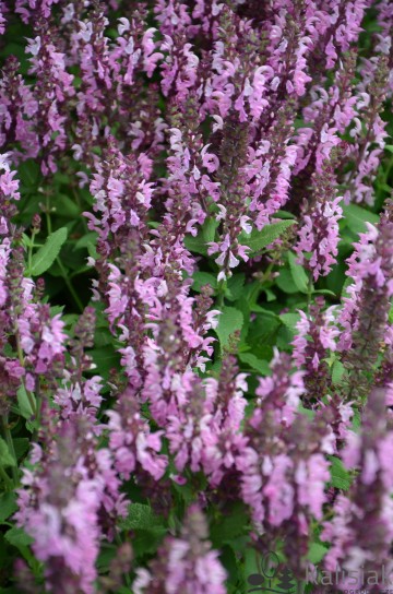 Salvia nemorosa SALLYROSA 'Jumbo Pink' (Szałwia omszona)  - C2