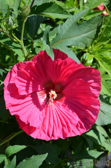 Hibiscus Summerific 'Summer in Paradise' (Hibiskus bagienny)  - C5