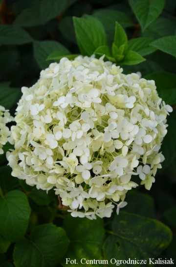 Hydrangea arborescens 'Annabelle' (Hortensja krzewiasta)  - C7.5