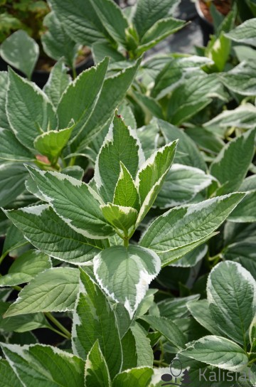 Hydrangea macrophylla LIGHT-O-DAY 'Bailday' (Hortensja ogrodowa)  - C5