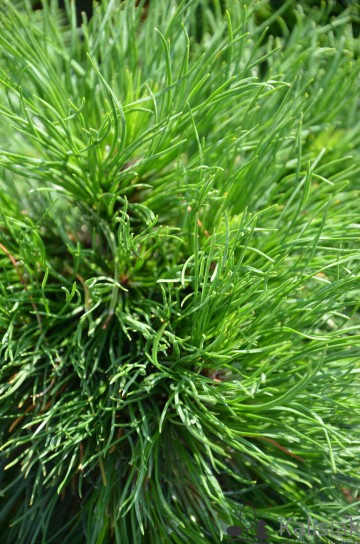 Pinus mugo 'Varella' (Sosna kosodrzewina)  - C4