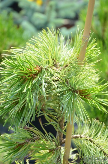 Pinus parviflora 'Adcock's Dwarf' (Sosna drobnokwiatowa)  - C7.5