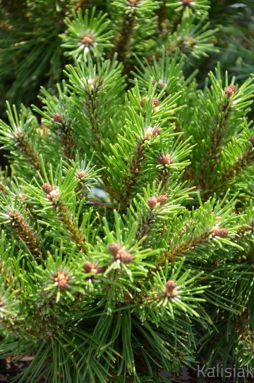 Pinus mugo 'Benjamin' (Sosna kosodrzewina)  - C5
