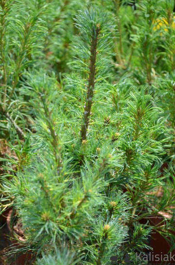 Pinus strobus 'Diggy' (Sosna wejmutka)  - C5