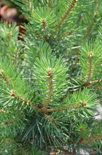 Pinus sylvestris 'Watereri' (Sosna pospolita)  - C5