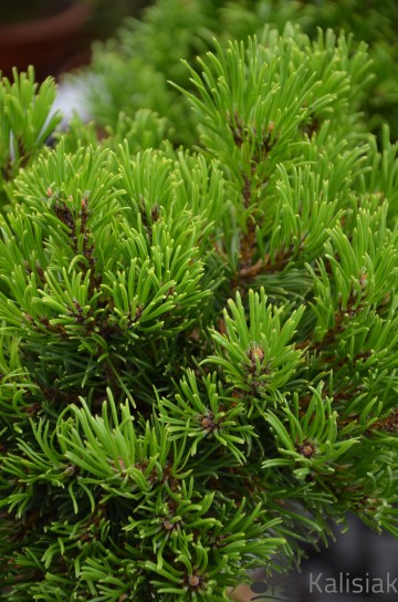 Pinus mugo 'Edsal Wood' (Sosna kosodrzewina)  - C5 PA