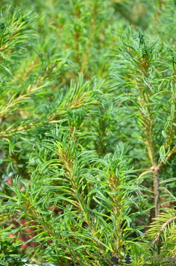 Pinus strobus 'Tiny Curls' (Sosna wejmutka)  - C5
