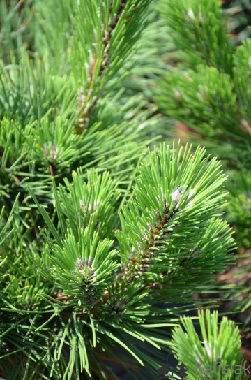 Pinus thunbergii 'Thunderhead' (Sosna Thunberga)  - C5