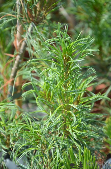 Pinus strobus 'Torulosa' (Sosna wejmutka)  - C5
