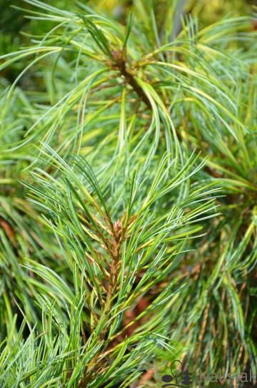 Pinus koraiensis 'Jack Corbit' (Sosna koreańska)  - C5