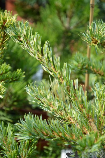 Pinus parviflora 'Fukai' (Sosna drobnokwiatowa)  - C4