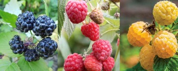 Rubus idaeus 3-pak Heban/Jantar/Delniwa (Malina powtarzająca)  - C7.5