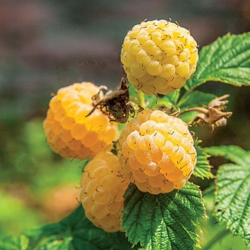Rubus idaeus 'Jantar' (Malina powtarzająca)  - C3