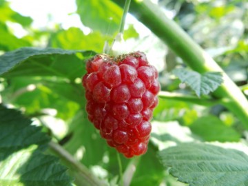 Rubus 'Buckingham Tayberry' (Malinojeżyna)  - C2