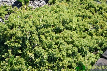 Juniperus procumbens 'Nana' (Jałowiec rozesłany)  - C2