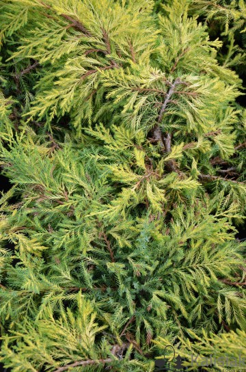 Juniperus x pfitzeriana 'King of Spring' (Jałowiec Pfitzera)  - C5