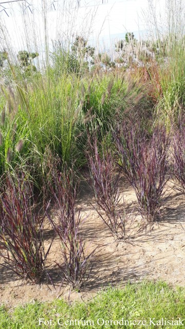Panicum virgatum 'Purple Breeze' (Proso rózgowate)  - C5