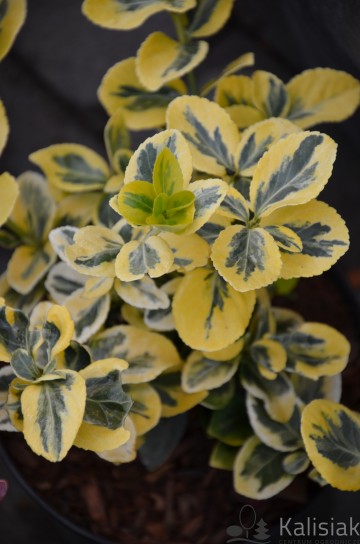 Euonymus fortunei 'Canadale Gold' (Trzmielina Fortune'a)  - C5 PA