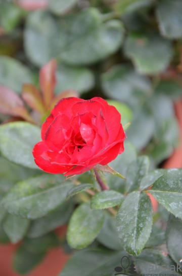 Rosa ZEPETI 'Meibenbino' (Róża)  - C2