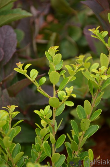 Ilex crenata 'Green Hedge' (Ostrokrzew karbowanolistny)  - C2