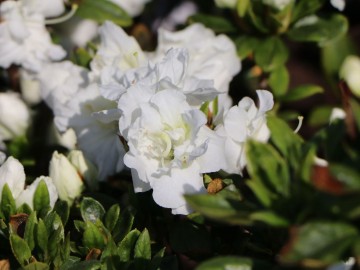 Rhododendron japanese azalea 'Eisprinzessin' (Azalia japońska)  - C2