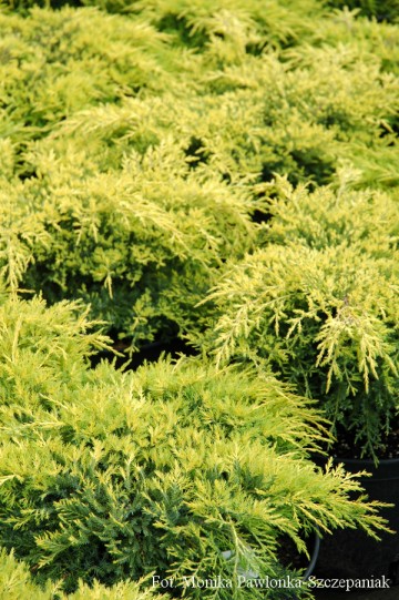Juniperus x pfitzeriana 'Gold Star' (Jałowiec Pfitzera)  - C5 PA