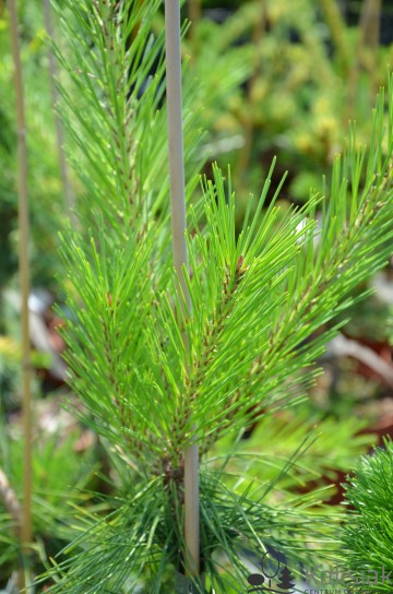 Pinus densiflora 'Pendula' (Sosna gęstokwiatowa)  - C5 PA