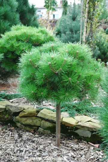 Pinus nigra BREPO 'Pierrick Bregeon' (Sosna czarna)  - C7.5 PA