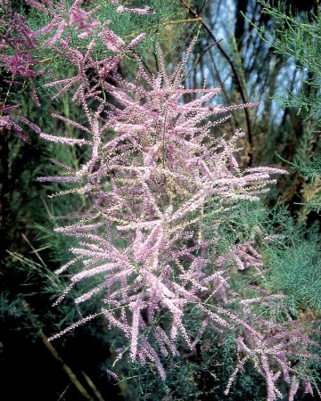 Tamarix parviflora (Tamaryszek czteropręcikowy)  - C3