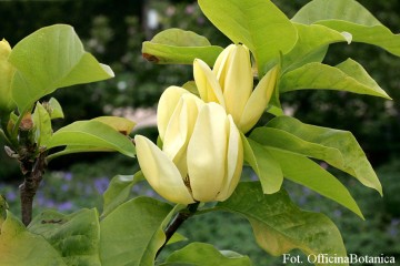 Magnolia x brooklynensis 'Yellow Bird' (Magnolia brooklińska)  - C4