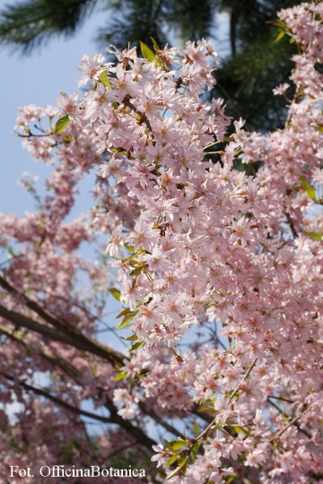 Prunus subhirtella 'Fukubana' (Wiśnia różowa)  - C5 bonsai
