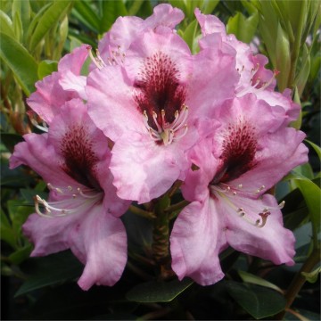 Rhododendron 'Kokardia' (Różanecznik)  - C4