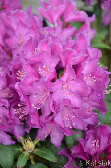 Rhododendron ROYAL LILAC 'Bolesław Chrobry' (Różanecznik)  - C7.5