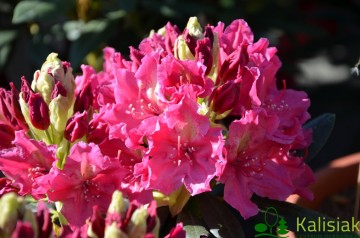 Rhododendron ROYAL AMARANTH 'Jan III Sobieski' (Różanecznik)  - C7.5