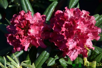 Rhododendron ROYAL SCARLET 'Kazimierz Wielki' (Różanecznik)  - C7.5