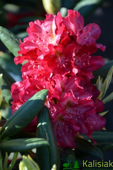 Rhododendron ROYAL SCARLET 'Kazimierz Wielki' (Różanecznik)  - C7.5