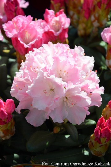 Rhododendron ROYAL ROSY 'Władysław Łokietek' (Różanecznik)  - C7.5