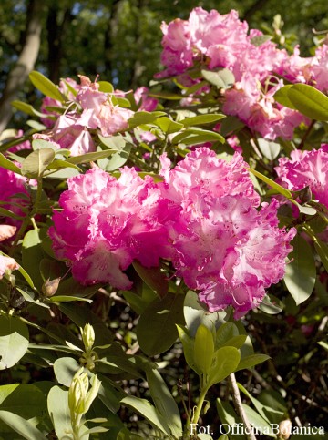 Rhododendron 'Germania' (Różanecznik)  - C3 PA