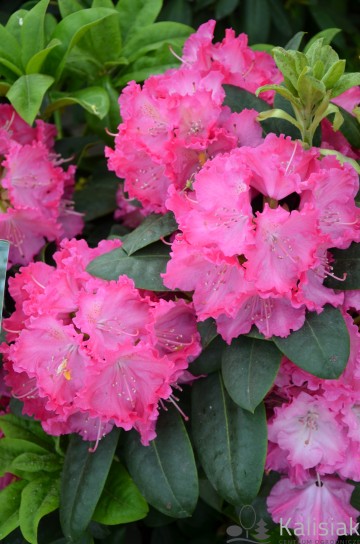 Rhododendron 'Germania' (Różanecznik)  - C3 PA