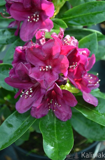 Rhododendron 'Polarnacht' (Różanecznik)  - C3 PA