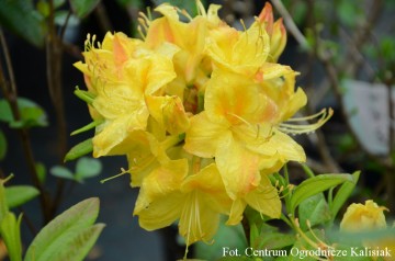 Rhododendron 'Golden Sunset' (Azalia wielkokwiatowa)  - C3