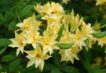 Rhododendron luteum (Azalia pontyjska)  - C4 PA