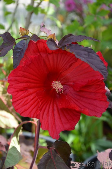 Hibiscus Summerific 'Evening Rose' (Hibiskus bagienny)  - C5