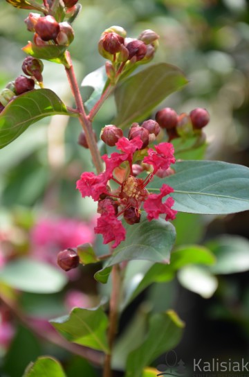 Lagerstroemia indica 'Red Imperator' (Lagerstremia indyjska)  - C2